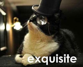 Exquisite Cat.jpg