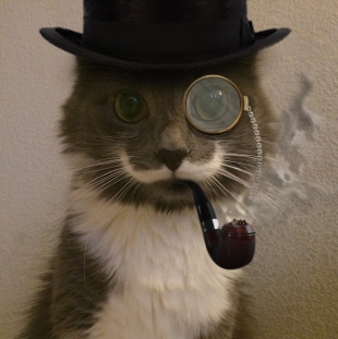 Mustache Cat.jpg
